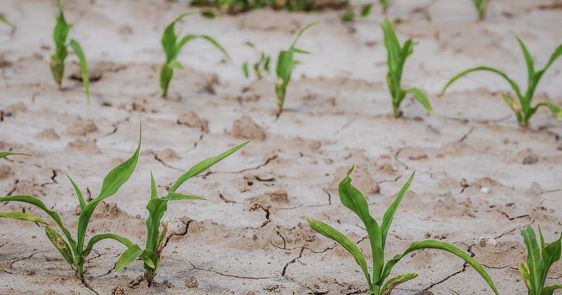Sécheresses et prix du blé : l’impact qui menace votre assiette